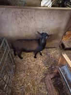 Dwerggeiten bokjes dekbokjes, Dieren en Toebehoren, Schapen, Geiten en Varkens, Mannelijk, Geit