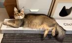 Maine Coon Kater, Dieren en Toebehoren, Katten en Kittens | Raskatten | Langhaar, Kater, Gechipt, 0 tot 2 jaar
