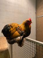 Cochin haan goud gezoomd mei 2025, Dieren en Toebehoren, Pluimvee, Mannelijk, Kip