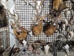 meerdere opgezet ree shoulder borst preparaat hert taxidermy, Ophalen of Verzenden, Nieuw, Hert, Opgezet dier