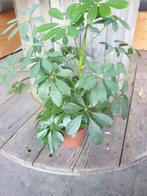 Kamerplant Schefflera arboricota "Nora', Ophalen, Overige soorten, Minder dan 100 cm