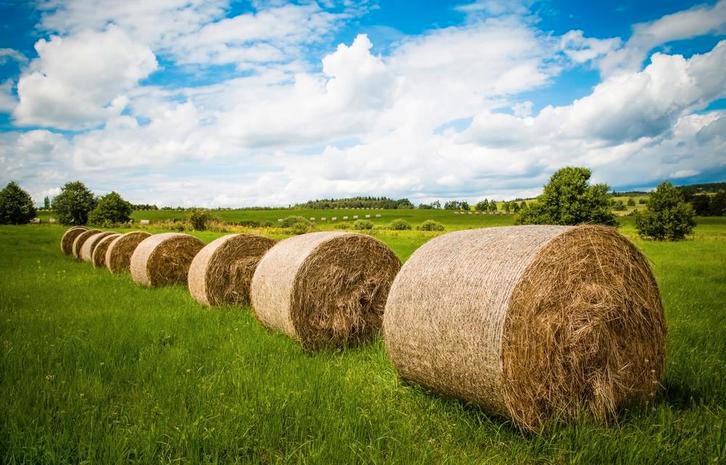 Oriëntatie; Hooi en stro, Dieren en Toebehoren, Dierenvoeding, Overige soorten, Ophalen of Verzenden