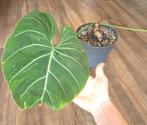 Philodendron gloriosum zebra, Ophalen of Verzenden, Overige soorten, Minder dan 100 cm