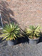 Tuinplant Gratis, Ophalen, Zomer, Overige soorten
