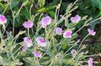 zaden van Lychnis coronaria (Angels Blush), Ophalen of Verzenden, Volle zon