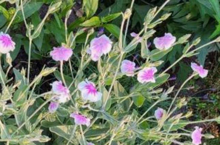 zaden van Lychnis coronaria (Angels Blush), Tuin en Terras, Bloembollen en Zaden, Volle zon, Ophalen of Verzenden