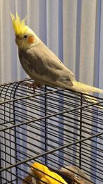 Valkparkiet man, Mannelijk, Parkiet