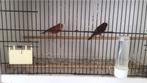 Vogels en overige. Vogels, Dieren en Toebehoren