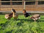 Gekleurde eieren | Araucana kippen | Passend advies, Vrouwelijk, Kip