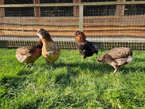 Gekleurde eieren | Araucana kippen | Passend advies, Dieren en Toebehoren, Pluimvee, Kip, Vrouwelijk