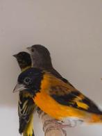 1-2 Kapoetsensijs, Dieren en Toebehoren, Meerdere dieren, Tropenvogel, Geringd