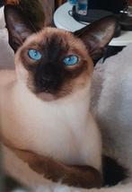 Zeer mooie Siamees Dekkater met Stamboom bied zich aan