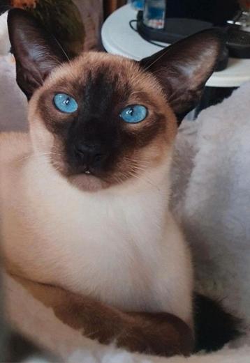 Zeer mooie Siamees Dekkater met Stamboom bied zich aan  beschikbaar voor biedingen