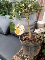 citrus. limon boom, Tuin en Terras, Ophalen, Minder dan 100 cm