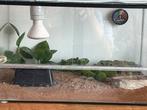 Luidpaard gekko met terrarium, Dieren en Toebehoren, Reptielen en Amfibieën, Hagedis, Met terrarium
