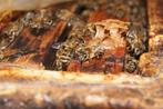Bijenvolk gezocht Carnica, Dieren en Toebehoren, Insecten en Spinnen, Bijen