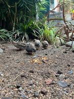 Jonge Chinese dwergkwartels, Dieren en Toebehoren, Meerdere dieren