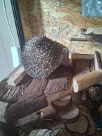 *spoed* Tenrec (mini egel) van 1 jaar vrouwtje, gezond, Dieren en Toebehoren, Juni, Vrouwelijk