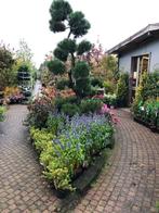 Tuincentrum Lunteren/Ederveen, Vaste plant, Halfschaduw, Zomer, Ophalen
