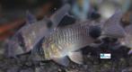 Corydoras panda, Dieren en Toebehoren, Vissen | Aquariumvissen, Vis, Zoetwatervis, Schoolvis
