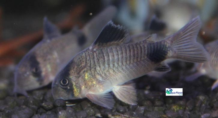 Corydoras panda, Dieren en Toebehoren, Vissen | Aquariumvissen, Zoetwatervis, Vis, Schoolvis