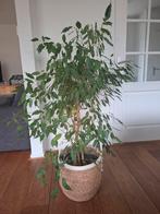 Ficus Benjamina - Mooie kamerplant, Huis en Inrichting, Ophalen, Ficus, Halfschaduw, In pot