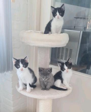 Kittens uit de opvang beschikbaar voor biedingen