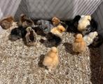 Gesexte en geënte Amerikaanse zijdehoenders kuikens., Meerdere dieren, Kip
