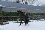 Coachingpaard - weidemaatje, Dieren en Toebehoren, Pony's, E pony (1.48m - 1.57m), B, Gechipt, Ruin
