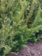 Taxus voor de haag, Ophalen, Taxus, Minder dan 100 cm