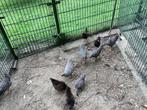 Barnevelder en amrock kriel kippen, Dieren en Toebehoren, Pluimvee, Vrouwelijk, Kip