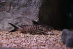 Synodontis Irsacae Nakweek Groep, Vis