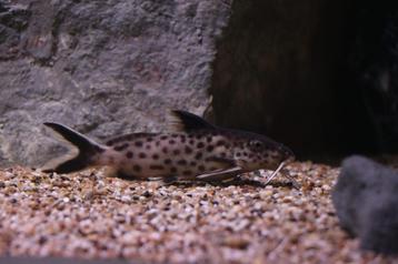 Synodontis Irsacae Nakweek Groep beschikbaar voor biedingen