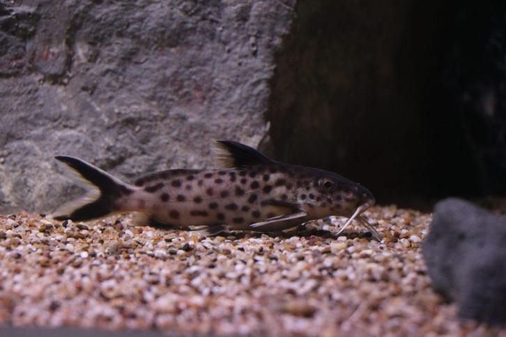 Synodontis Irsacae Nakweek Groep, Dieren en Toebehoren, Vissen | Aquariumvissen, Vis