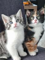 Twee lieve mooie kittens!, Dieren en Toebehoren, Meerdere dieren