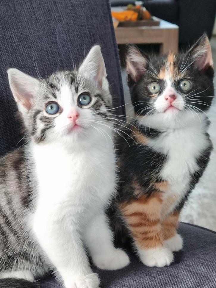 Twee lieve mooie kittens!, Dieren en Toebehoren, Katten en Kittens | Overige Katten, Meerdere dieren