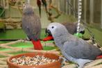 Jonge baby Congo grijzeroodataart inclusief.getest, Meerdere dieren, Papegaai, Pratend
