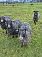 Gotlandpels schapen 4 ooien, Vrouwelijk, Schaap