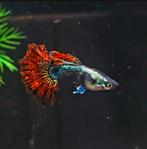 100% Raszuivere Platinum Red Dragon Guppen – dieprood!, Dieren en Toebehoren, Vis, Zoetwatervis