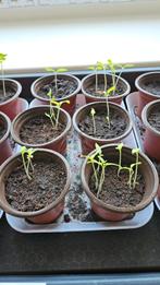 Tomaten plantjes, Ophalen