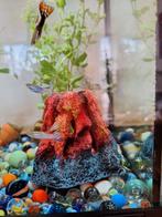 Guppen mannen, Dieren en Toebehoren, Vissen | Aquariumvissen, Vis