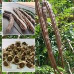 Moringa oleifera zaden, Ophalen of Verzenden, Voorjaar, Volle zon, Zaad