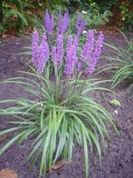Lirope muscari ‘Ingwersen’(Leliegras), Ophalen, Herfst, Vaste plant, Overige soorten