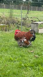 Cochin haan, Dieren en Toebehoren, Pluimvee, Mannelijk, Kip