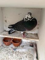 Kraai tijger duif, Dieren en Toebehoren, Vrouwelijk, Kropper