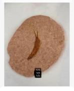 Mooie fossiele vis 50 miljoen jaar oud, Wyoming USA 9 x 7 cm, Verzamelen, Mineralen en Fossielen, Ophalen of Verzenden, Fossiel