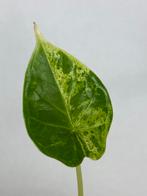 Alocasia Dragon Scale Mint Variegata #1- Baby Plant, Huis en Inrichting, Kamerplanten, Ophalen of Verzenden, Halfschaduw, Minder dan 100 cm