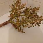 Exotische Vruchten Tak dadeltak, Tuin en Terras, Planten | Tuinplanten, Overige soorten, Vaste plant, Ophalen of Verzenden, Bloeit niet