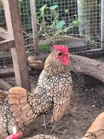 sebright krielhaantje, Mannelijk, Kip