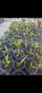 Palmbomen, Ophalen, Overige soorten, Volle zon